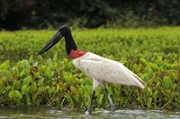 Jabiru im Pantanal - 2023