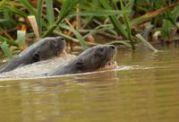 Riesenotter im Pantanal - 2023