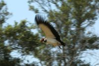 Der K&ouml;nigsgeier (Sarcoramphus papa) im Pantanal