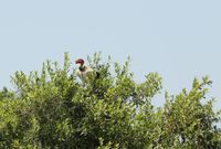 Der K&ouml;nigsgeier (Sarcoramphus papa) im Pantanal