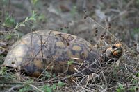 Und dann doch noch eine K&ouml;hlerschildkr&ouml;te