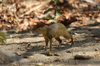 Das Azara-Aguti (Dasyprocta azarae) im Pantanal