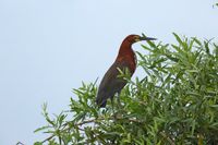 Der Marmorreiher (Tigrisoma lineatum) im Pantanal