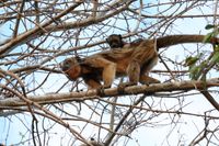 Der Schwarze Br&uuml;llaffe (Alouatta caraya) im Pantanal