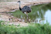 Eine Nandu-Familie