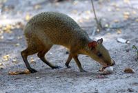 Das Azara-Aguti (Dasyprocta azarae) im Pantanal