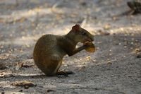 Das Azara-Aguti (Dasyprocta azarae) im Pantanal