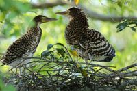 Der Marmorreiher (Tigrisoma lineatum) im Pantanal