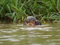 Riesenotter im Pantanal - 2023