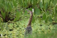 Der Marmorreiher (Tigrisoma lineatum) im Pantanal