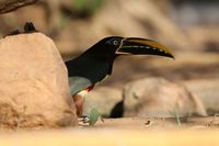 Der Braunohrarassari (Pteroglossus castanotis) im Pantanal