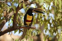 Der Braunohrarassari (Pteroglossus castanotis) im Pantanal