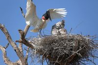 Jabiru-Nest