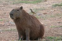 Capybara im Pantanal