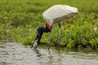 Fischender Jabiru im Pantanal - 2023