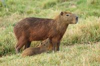 Capybara im Pantanal