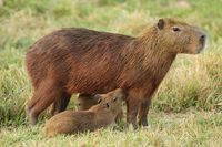 Capybara-Familie