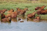 Capybara im Pantanal