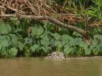 Der Jaguar ist ein hervorragender Schwimmer