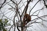 Der Schwarze Br&uuml;llaffe (Alouatta caraya) im Pantanal