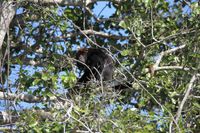 Der Schwarze Br&uuml;llaffe (Alouatta caraya) im Pantanal