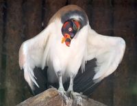 Der K&ouml;nigsgeier (Sarcoramphus papa) im Zoo Dortmund