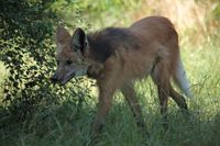 M&auml;hnenwolf (Chrysocyon brachyurus) im Zoo Neuwied