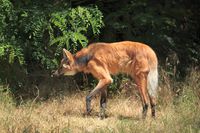 M&auml;hnenwolf (Chrysocyon brachyurus) im Zoo Neuwied