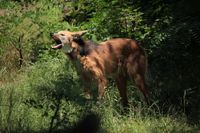 M&auml;hnenwolf (Chrysocyon brachyurus) im Zoo Neuwied