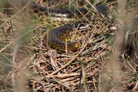 Gelbe Anakonda (Eunectes notaeus)