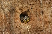 Gelbe Anakonda (Eunectes notaeus)