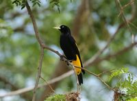 Gelbb&uuml;rzelkassike oder Gelbr&uuml;cken-Stirnvogel (Cacicus cela)