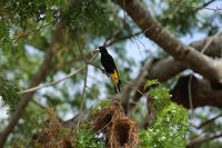 Gelbb&uuml;rzelkassike oder Gelbr&uuml;cken-Stirnvogel (Cacicus cela)