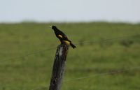 Gelbb&uuml;rzelkassike oder Gelbr&uuml;cken-Stirnvogel (Cacicus cela)