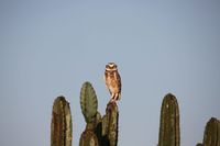 Kaninchenkauz (Athene cunicularia) im Pantanal