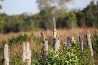 Kaninchenkauz (Athene cunicularia) im Pantanal