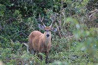 Der Sumpfhirsch (Blastocerus dichotomus) im Pantanal