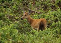 Der Sumpfhirsch (Blastocerus dichotomus) im Pantanal