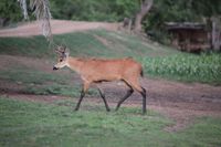 Der Sumpfhirsch (Blastocerus dichotomus) im Pantanal